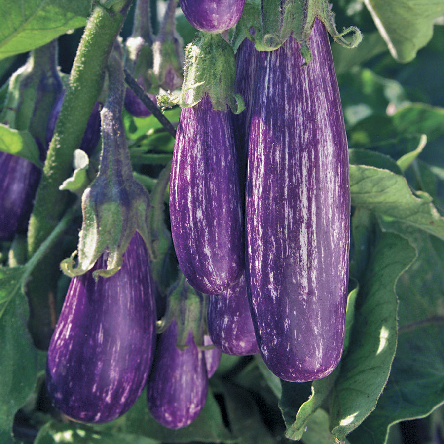 Aubergine Fairy Tale